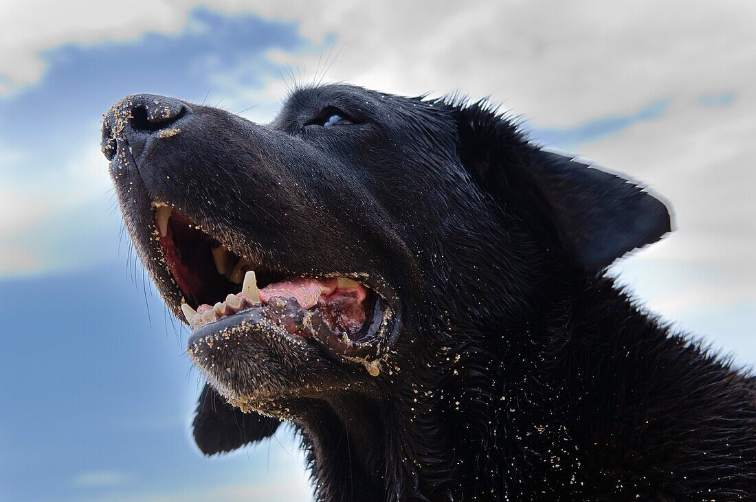 Portrait Of Wet Labrador Retriever With Open Mouth