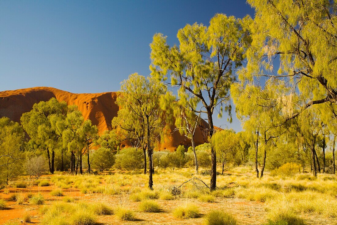 Ayers Rock durch Bäume, Northern Territory, Australien