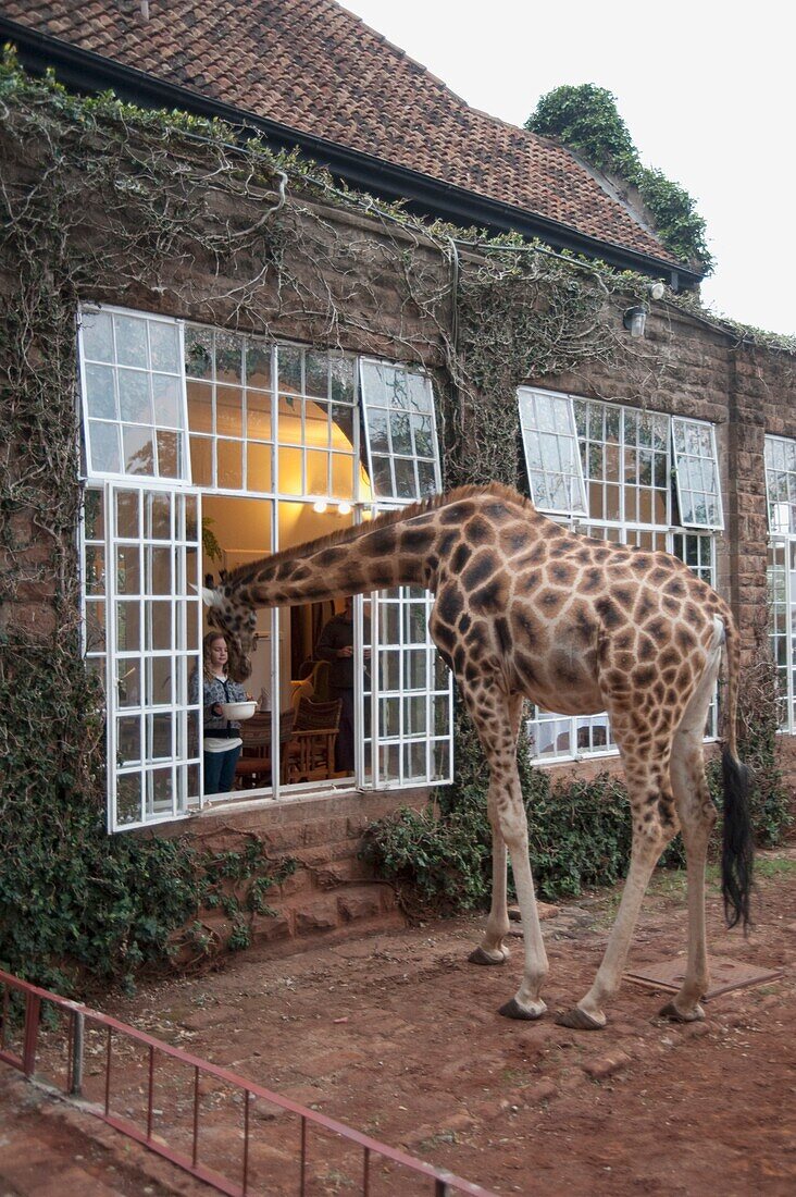 Giraffe Looking Into House; Kenya, Africa