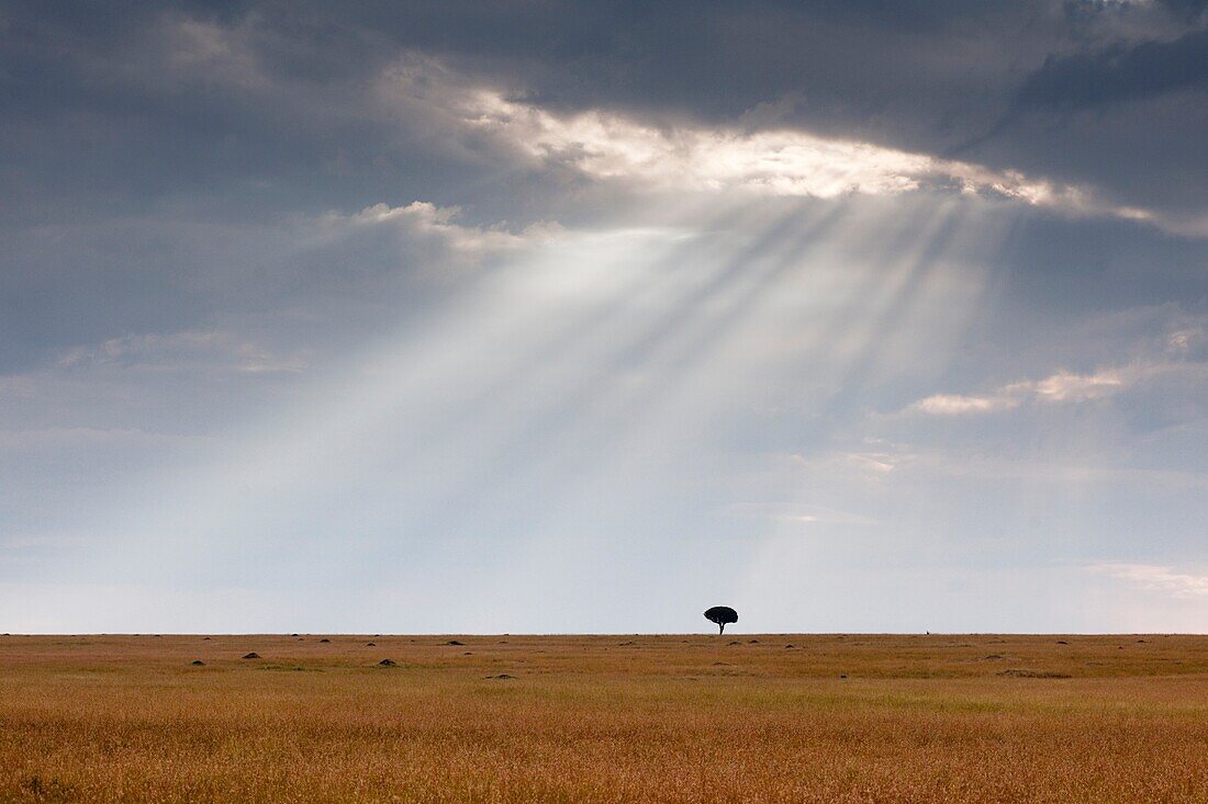 Akazienbaum; Kenia, Afrika