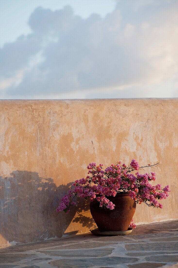 Pot Of Flowers Beside Outdoor Wall