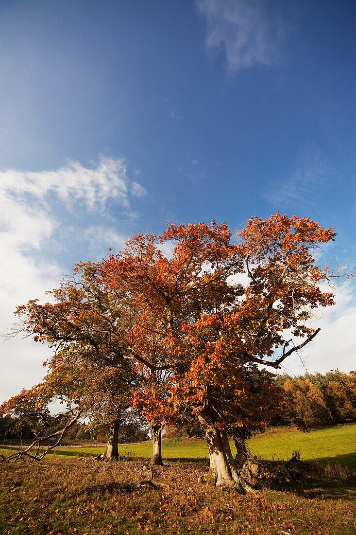 Baum, Northumberland, England