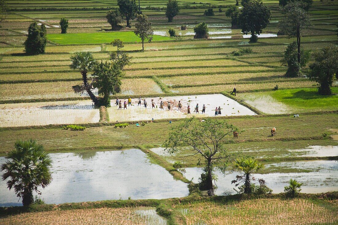 Rice Farm, Siem Reap, Cambodia