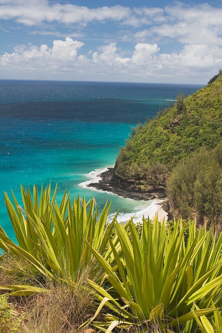 Tropical Plants And The Pacific Ocean, North Kauai, Hawaii