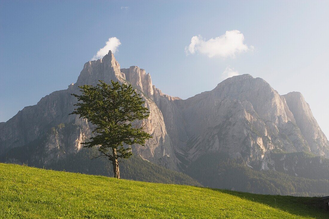 Kastelruth, Südtirol, Italien; Baum auf einer Wiese mit Bergen im Hintergrund