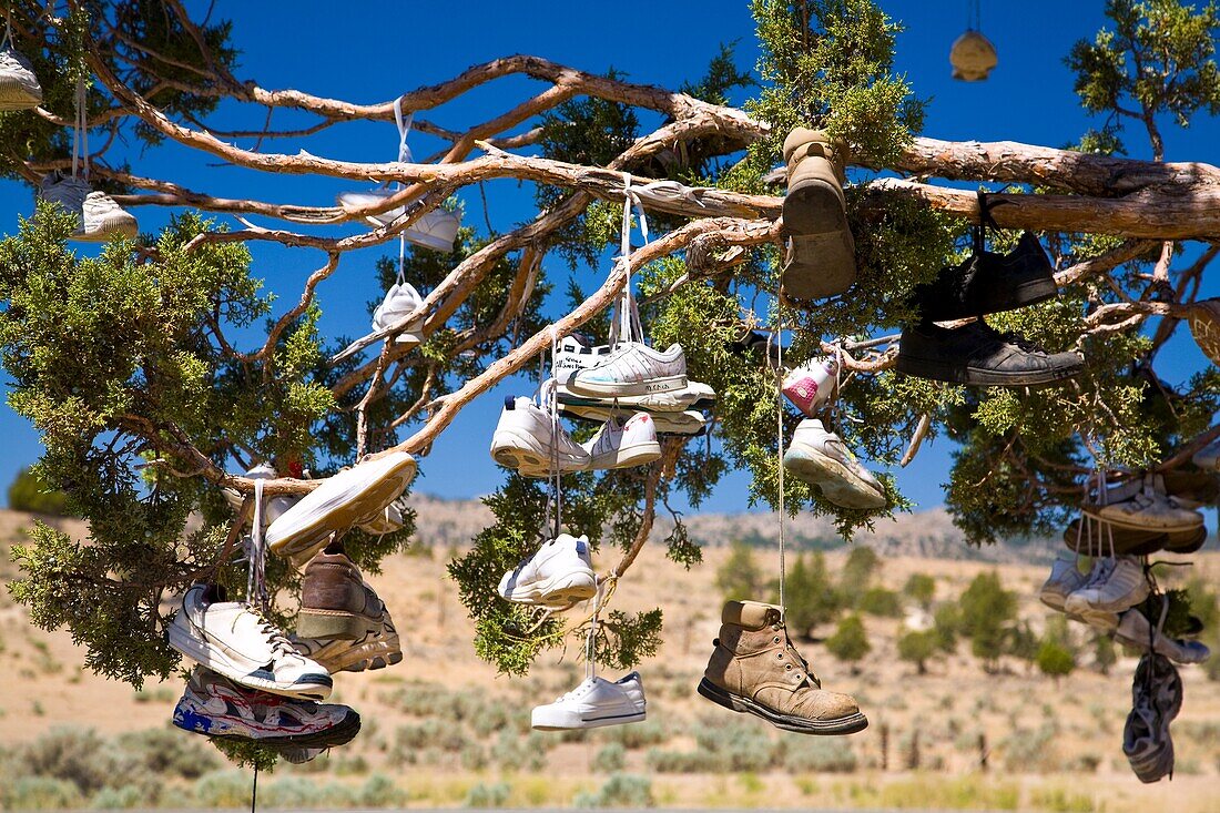 Oregon, United States Of America; Tree With Shoes Tied To It