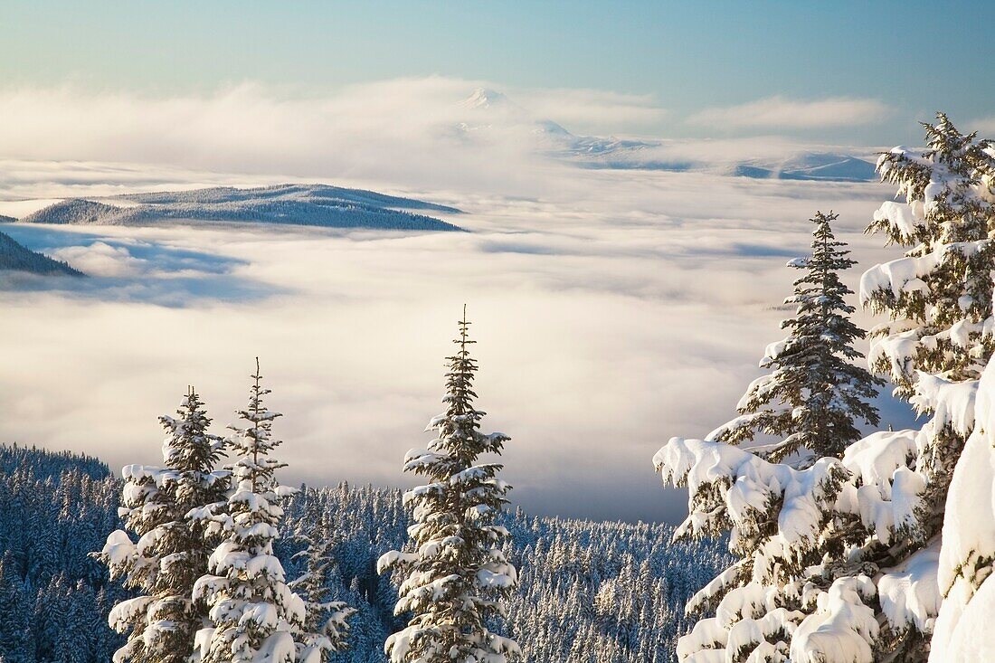Winterlandschaft mit Wolken und schneebedeckten Bäumen; Oregon,Usa