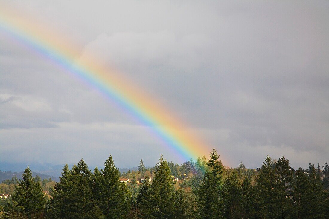 Rainbow Over The Trees