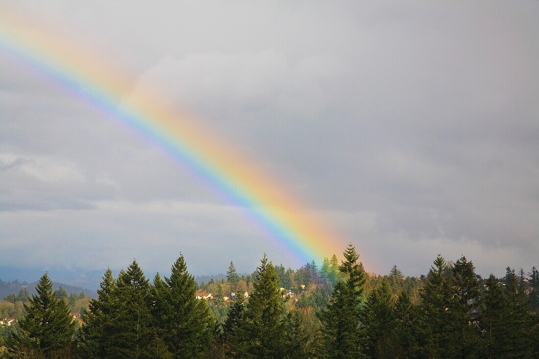 Regenbogen über den Bäumen