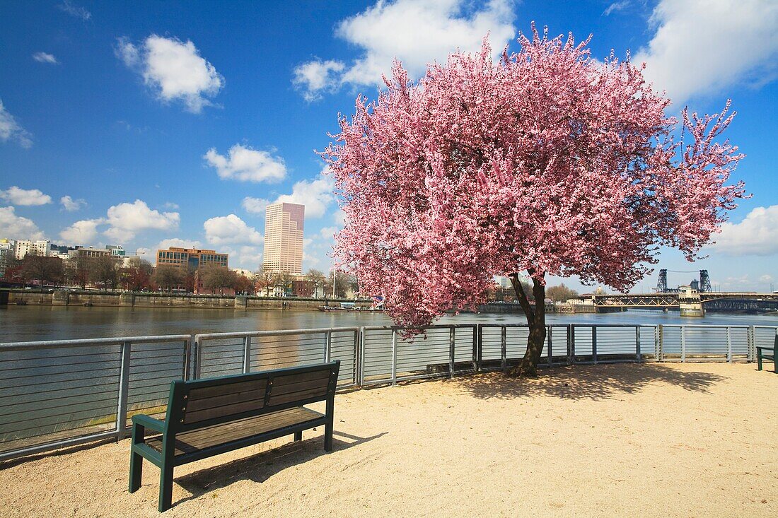 Baum und Bank entlang des Wassers