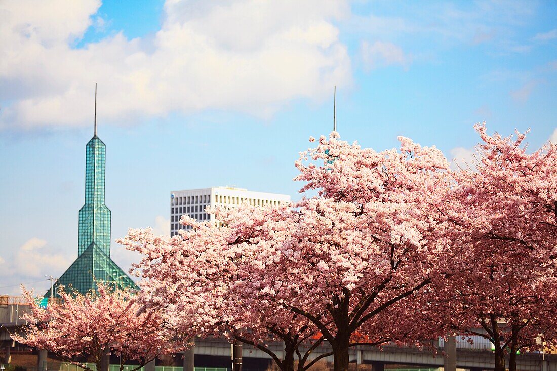 Cherry Blossom Trees