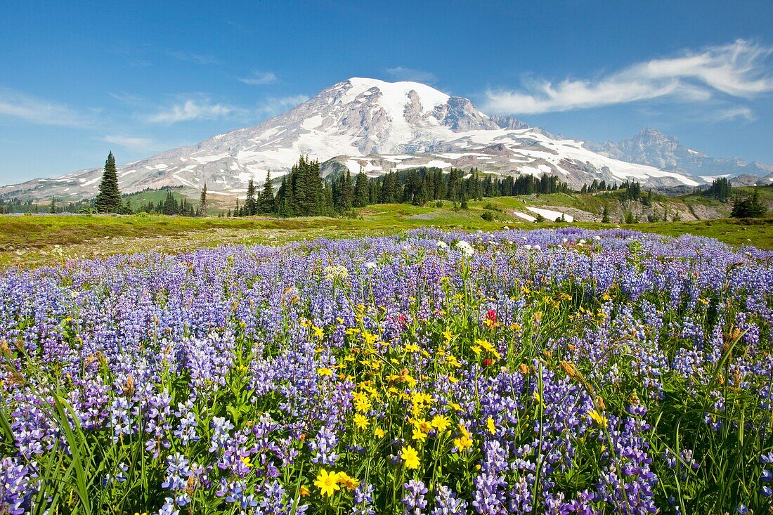 Wildflowers In Paradise Park With Mount Rainier In The Background; Mount Rainier National Park, Washington,Usa