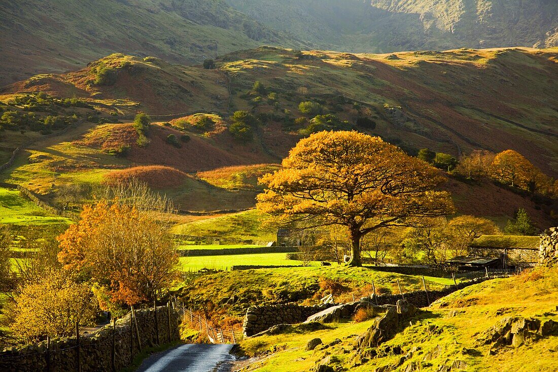 Buchen und Landschaft im Lake District National Park im Herbst; Langdale, Cumbria, England