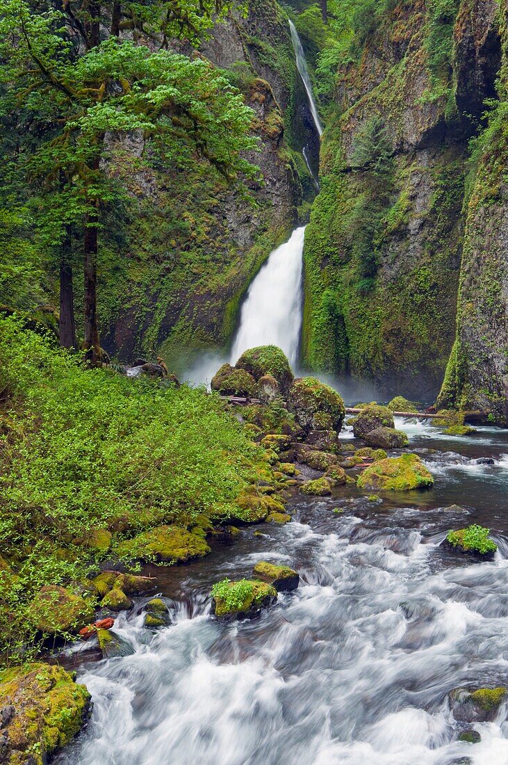 Wahclella Falls Und Tanner Creek, Columbia River Gorge, Oregon, Usa