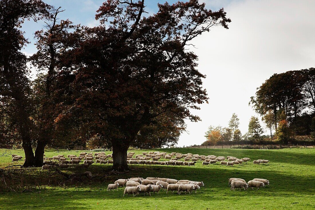 Weidende Schafe; Northumberland, England