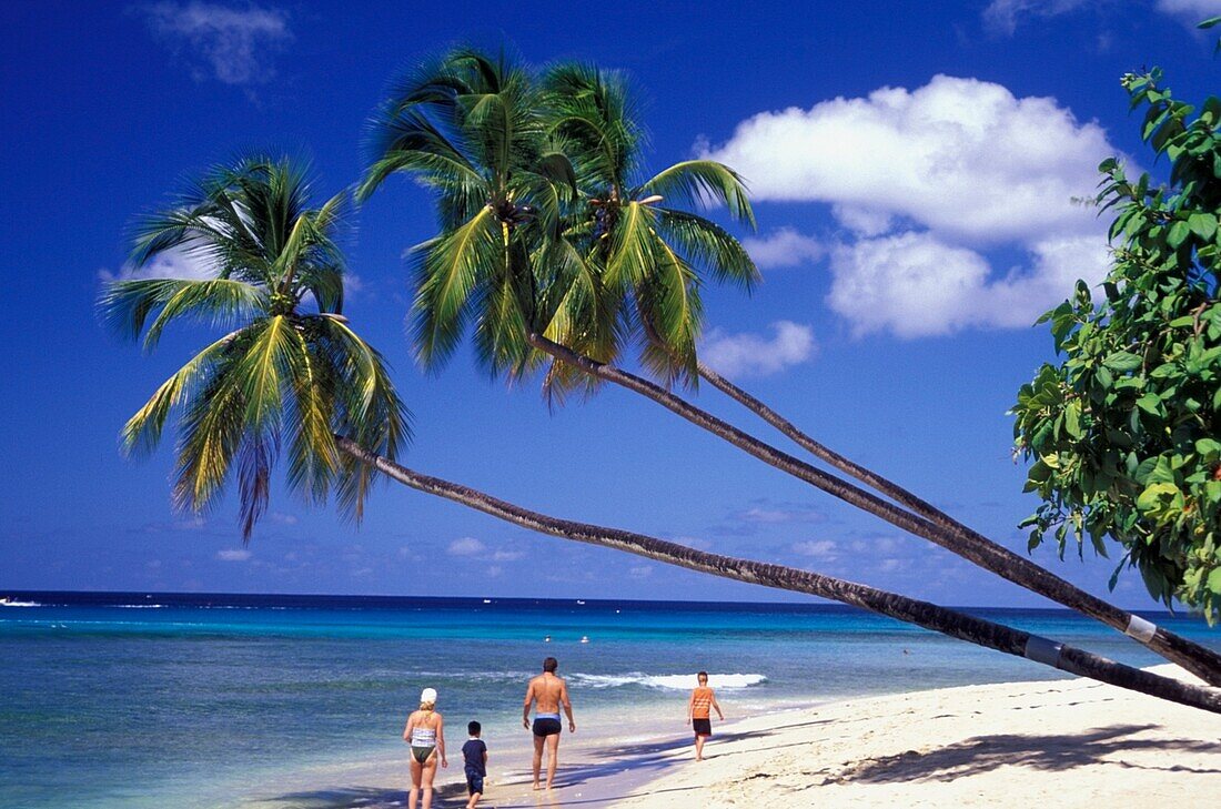 Mangroves In Bay