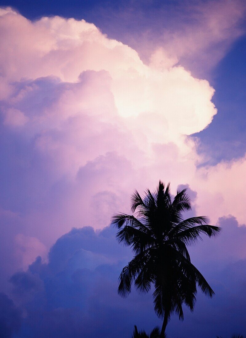 Palme und Wolken, Nahaufnahme