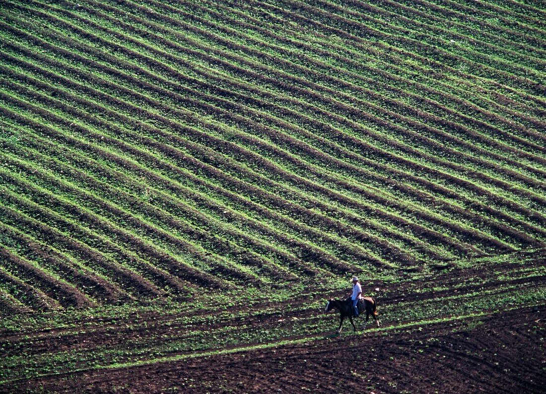 Man On Horse Going Across Fields