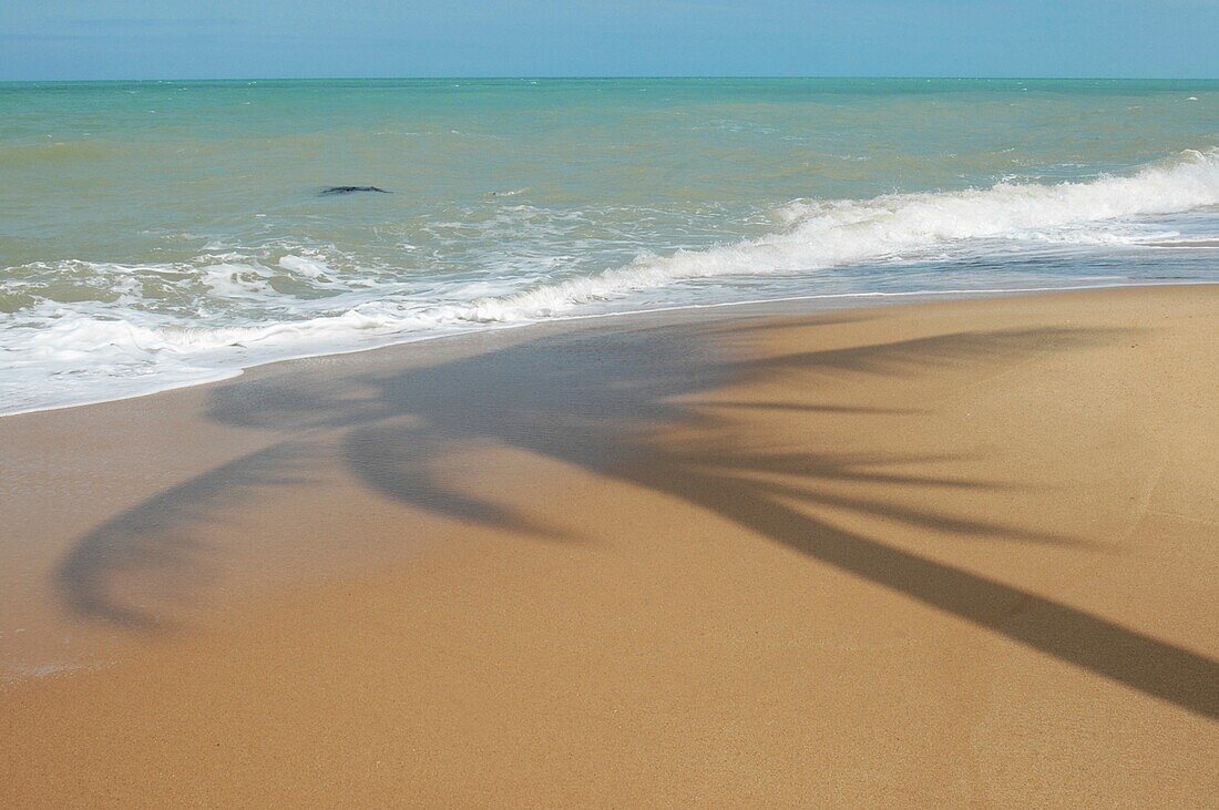 Palm Tree Schatten auf Sandstrand