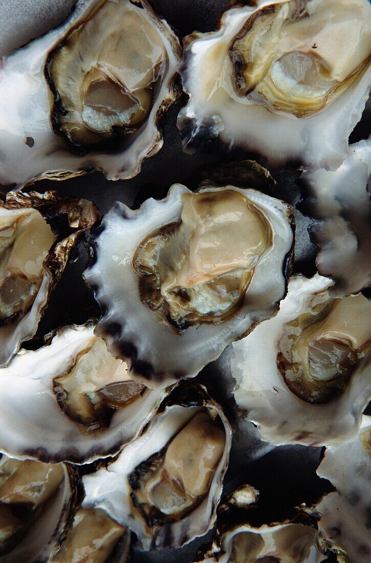 Oysters, Close-Up