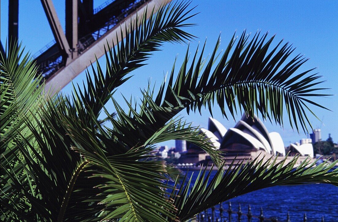Sydney Opera House As Seen Through Palm Tree