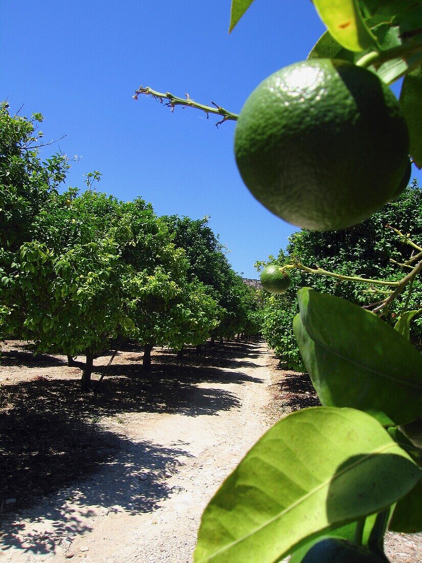 Lime On A Branch In A Citrus Grove, Close Up