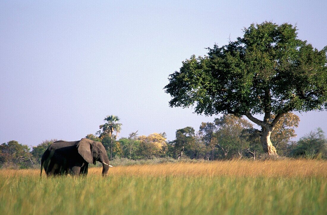 Weidender Elefant auf einer Wasserwiese