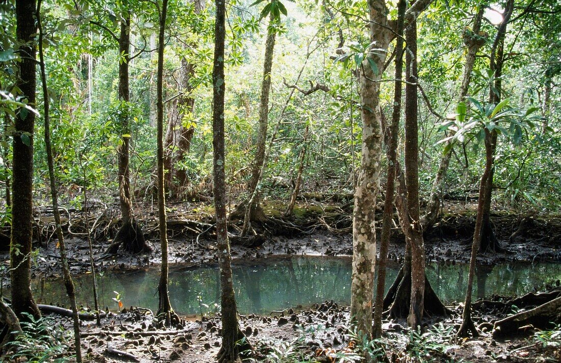 Mangroven, Daintree