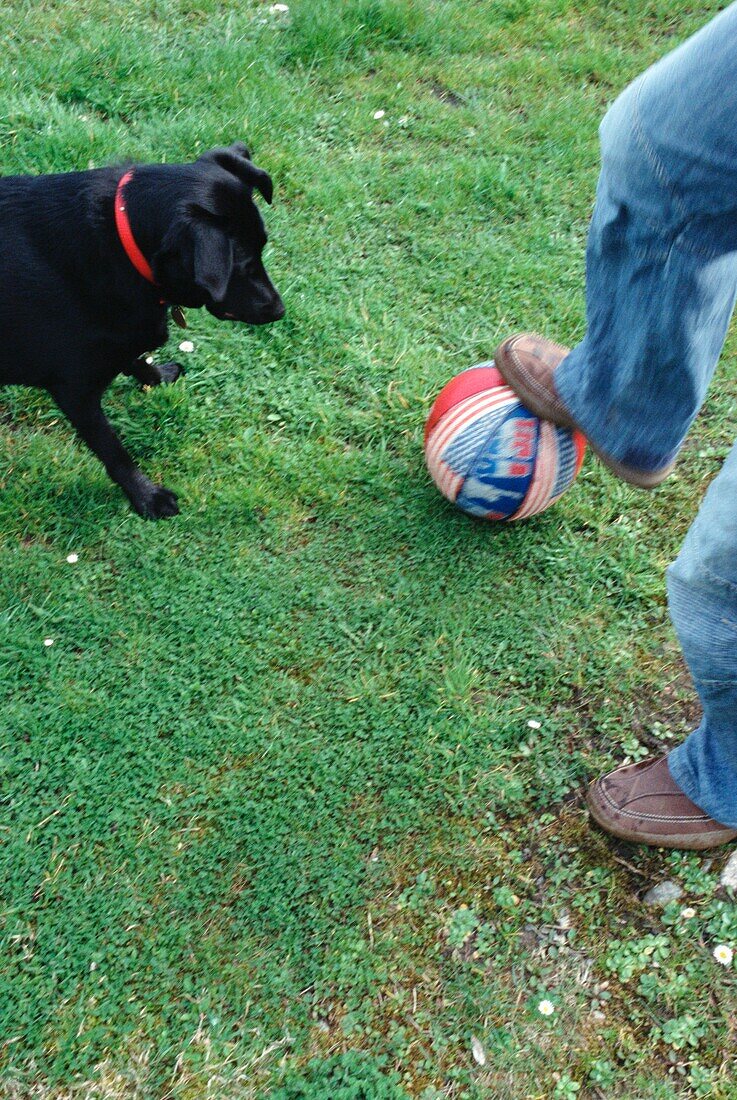 Mann spielt Ball mit einem schwarzen Labrador im Park