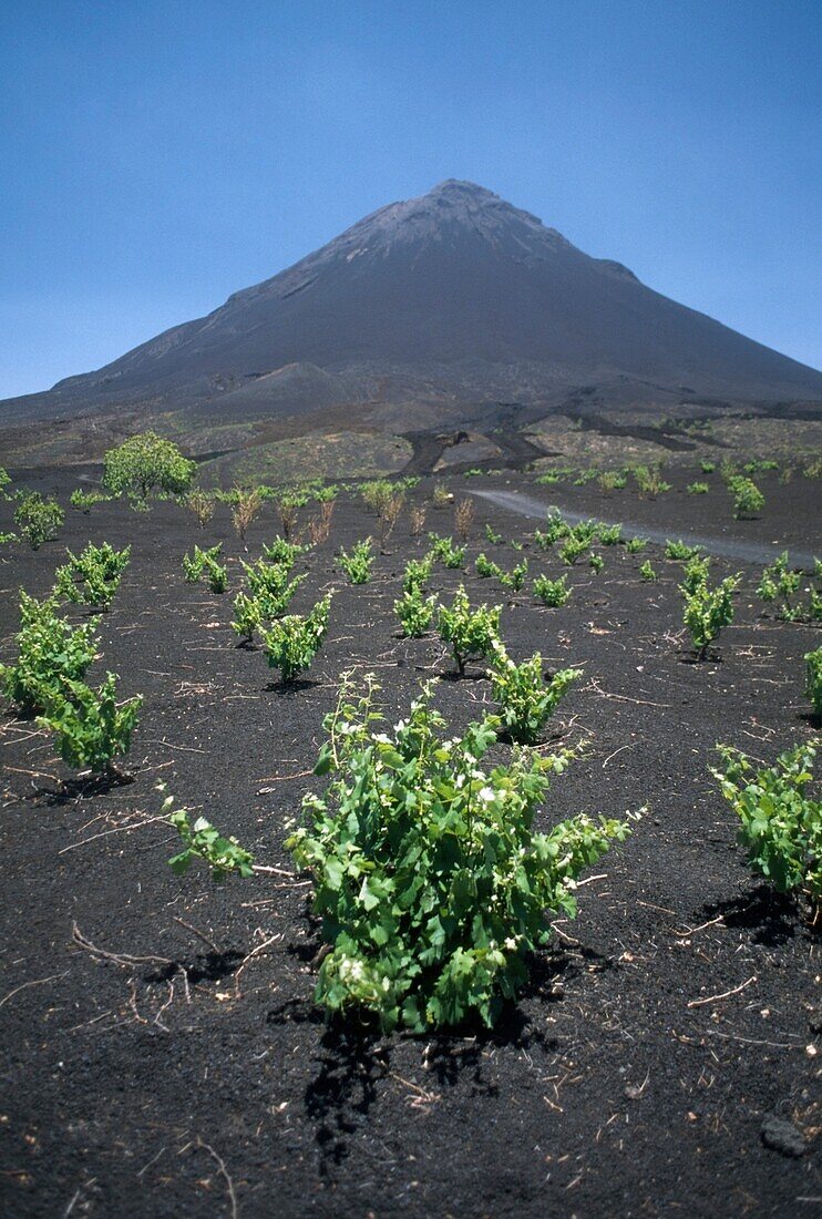 Vines Growing Near Fogo Volcano