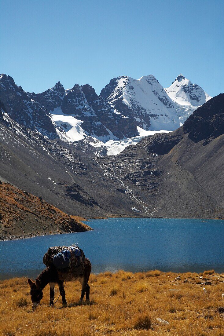 Esel grasend mit Condorri Peak im Hintergrund