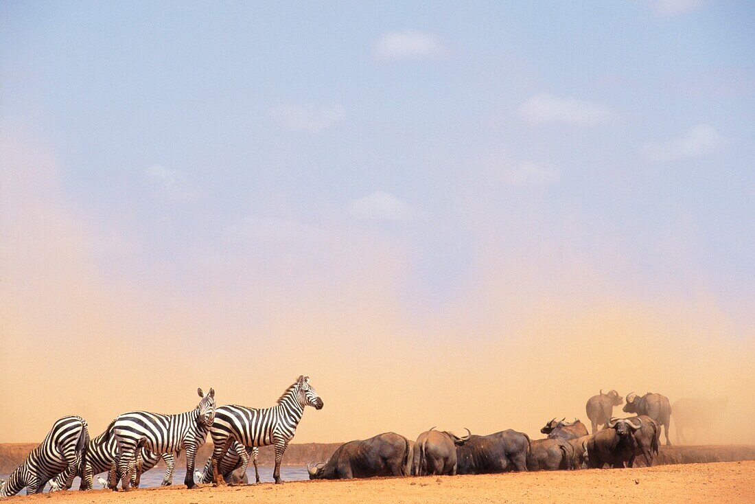 Zebras und Wasserbüffel an einer Wasserstelle