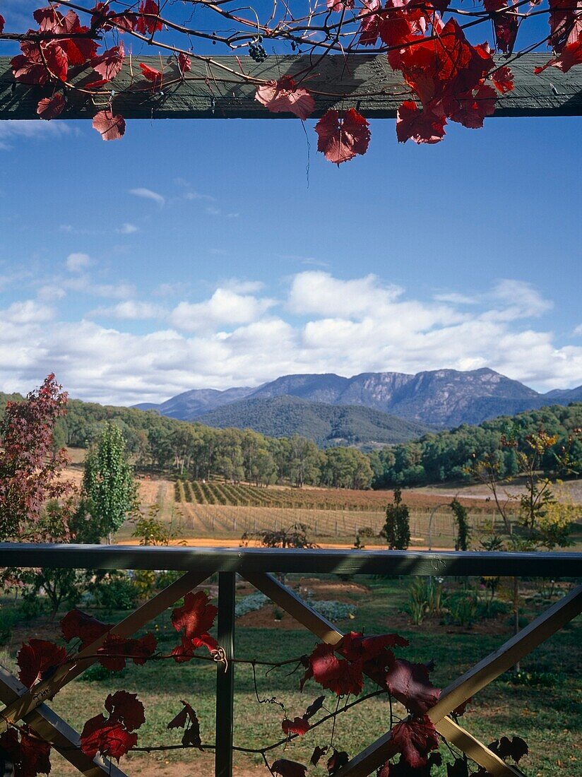 Veranda View Of Mount Buffalo With Vineyards