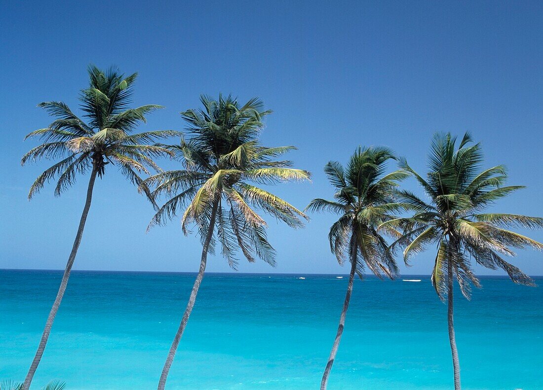 Palm Trees And Caribbean