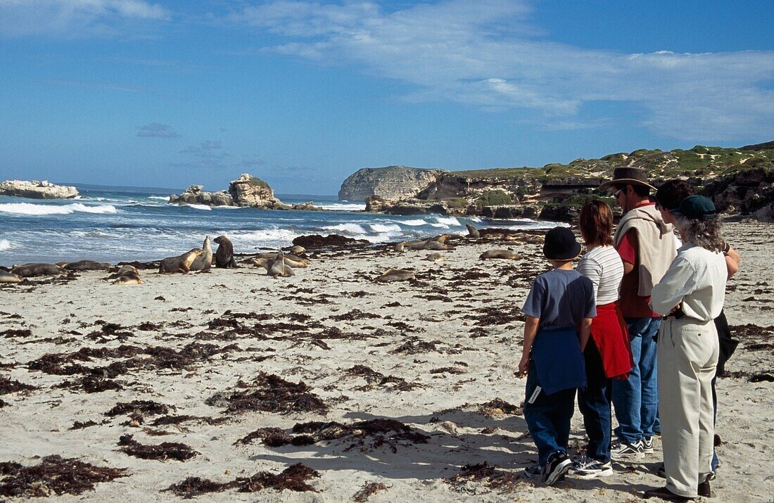 Touristen sehen Robben an