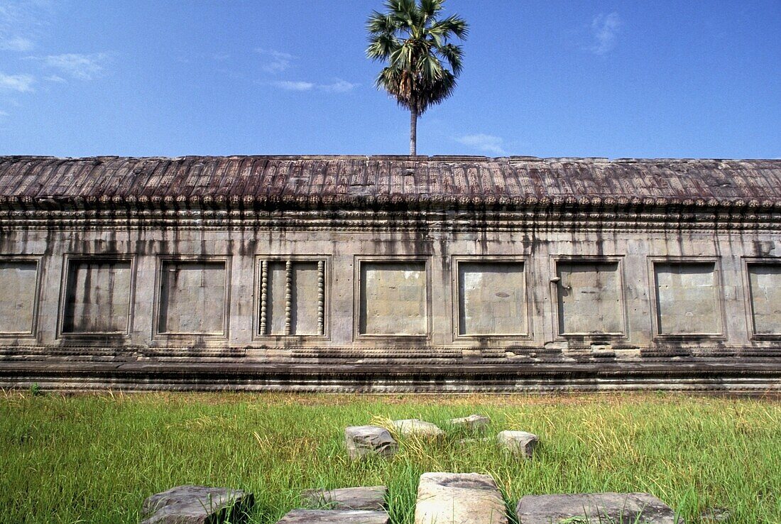 Palme und Mauer in Angkor Wat