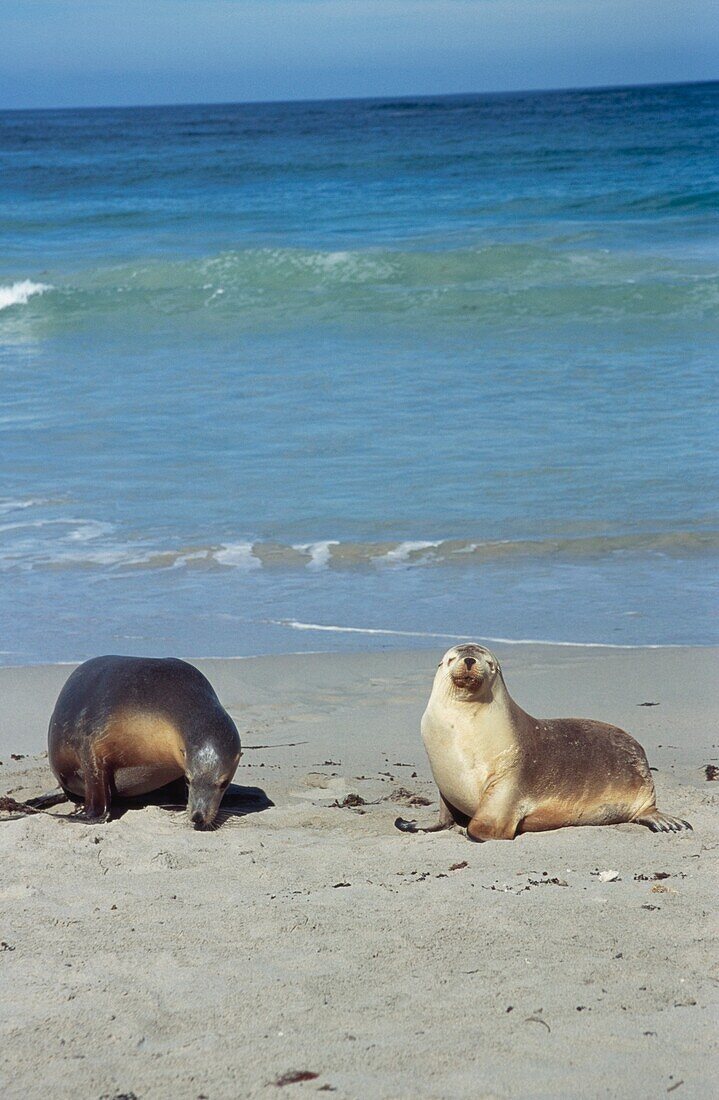 Seals On The Beach