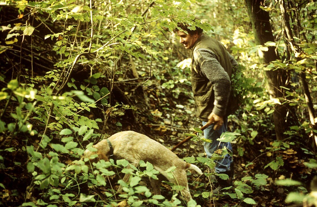 Trüffelsuche mit Hunden im Wald bei Alba (Piemont)