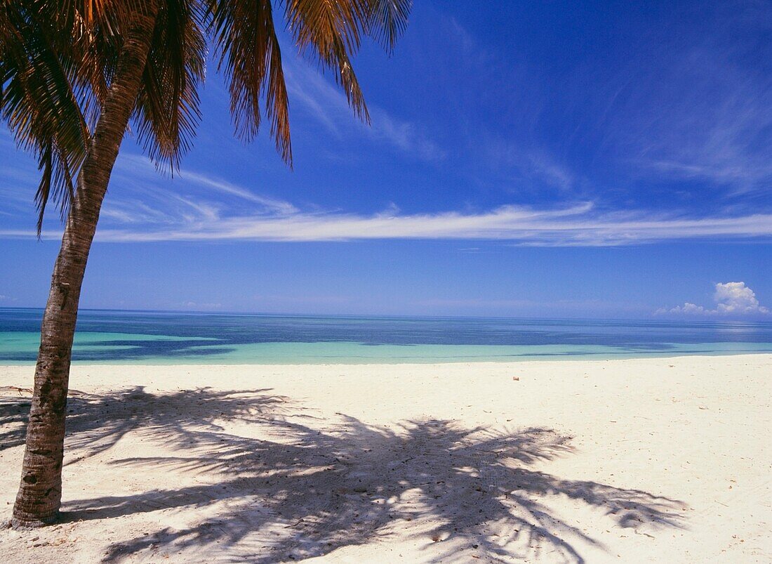 Palme am tropischen Strand, Playa Ancon