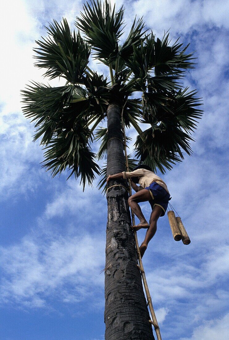 Man Climbing A Palm Tree, Low Angle View