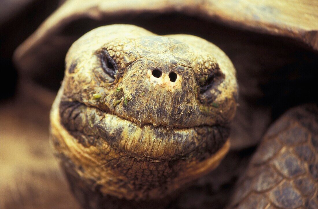 Nahaufnahme einer Riesenschildkröte