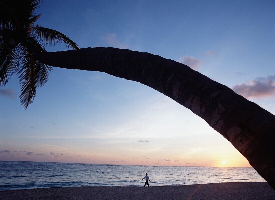Frau, die in der Morgendämmerung unter einer Palme am Strand von Bavaro spazieren geht