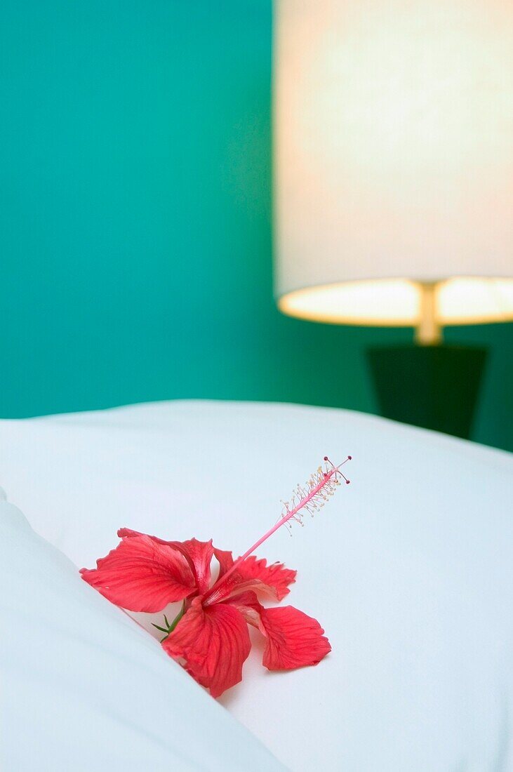Hibiscus On Bed In Hotel Room