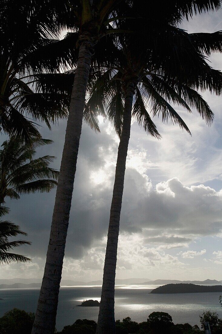 Palmen in Silhouette gegen dunklen bewölkten Himmel