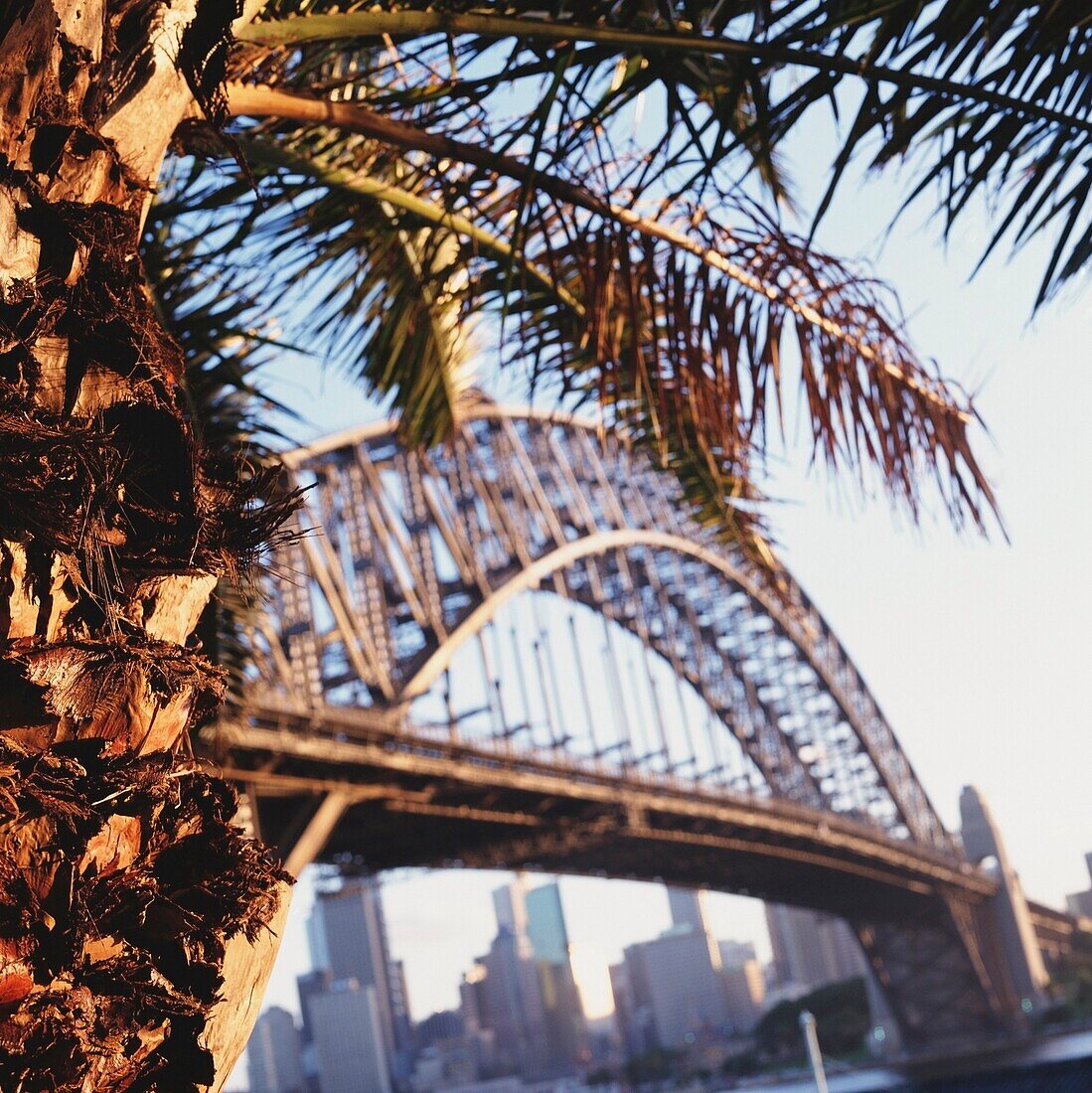 Brücke und Stadt mit Palme im Vordergrund, Sydney