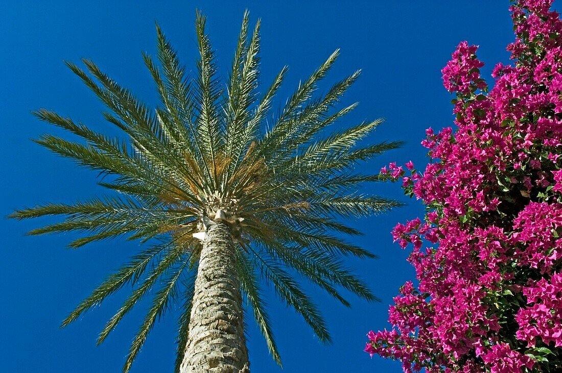 Palm Tree And Pink Flowers, Close Up