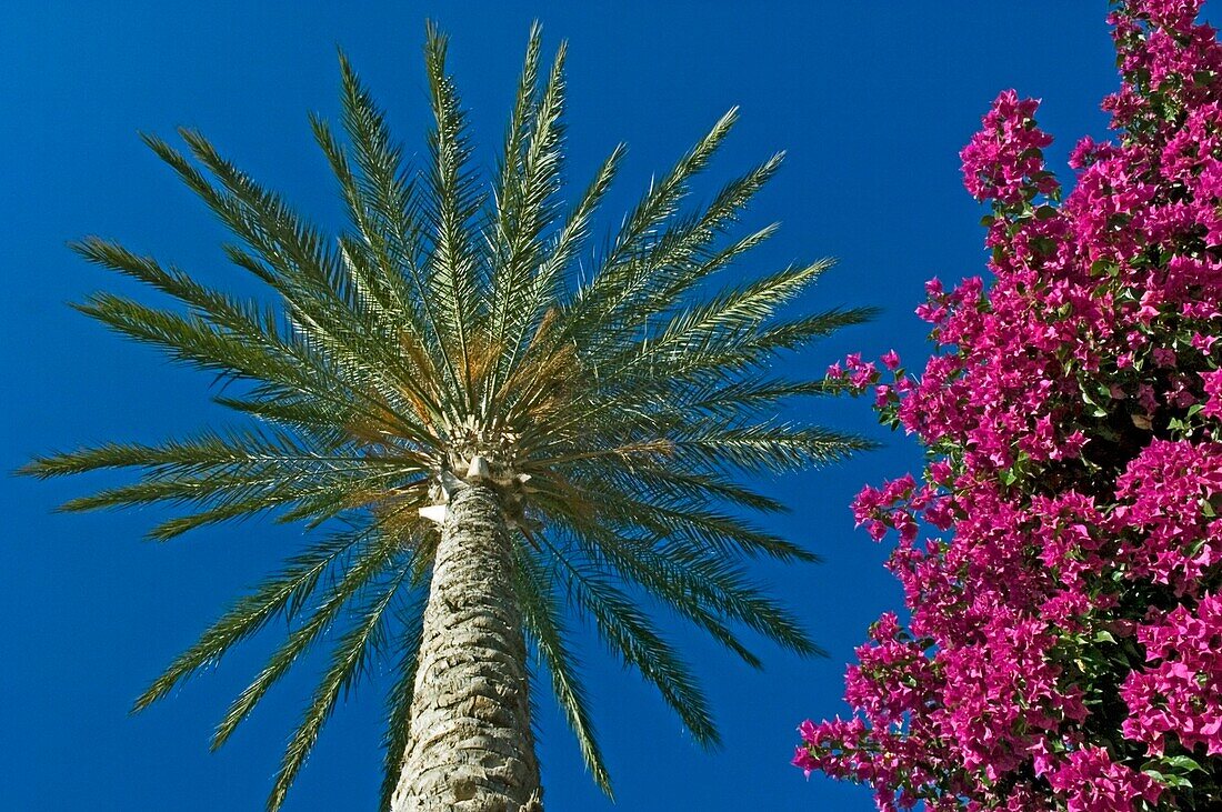 Palme und rosa Blumen, Nahaufnahme