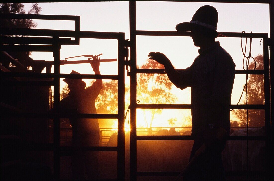 Silhouetted Cowboys Mustering Rinder auf einer Ranch