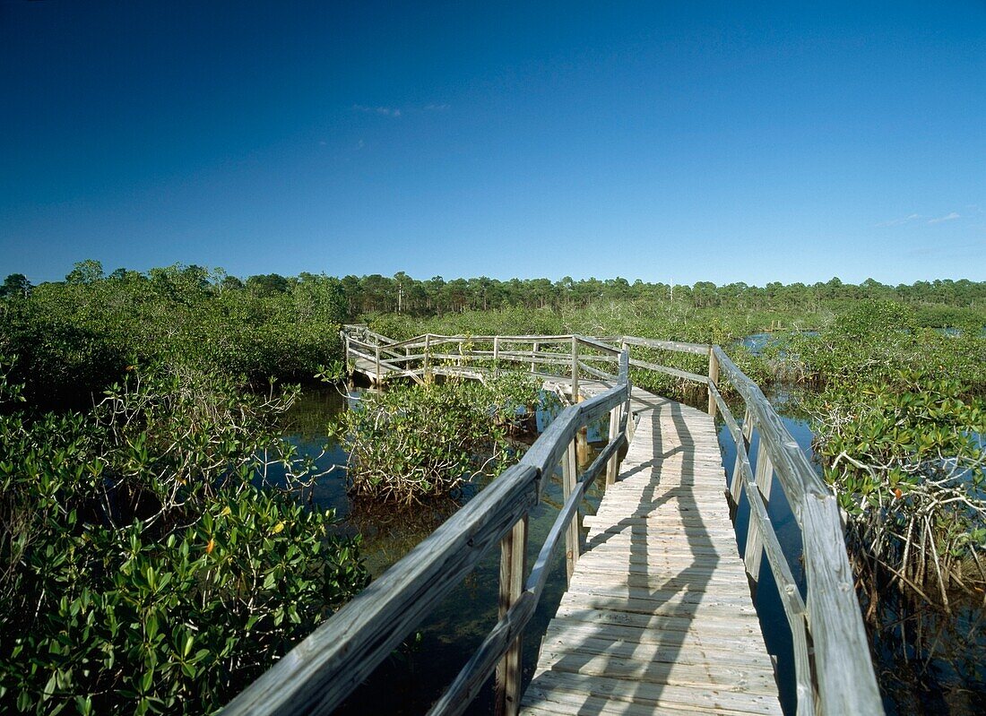 Spaziergang durch einen Mangrovensumpf im Lucayan National Park