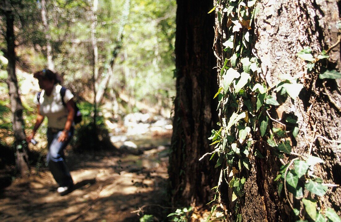 Junge Frau beim Wandern durch die Wälder im Troodos-Gebirge auf Zypern